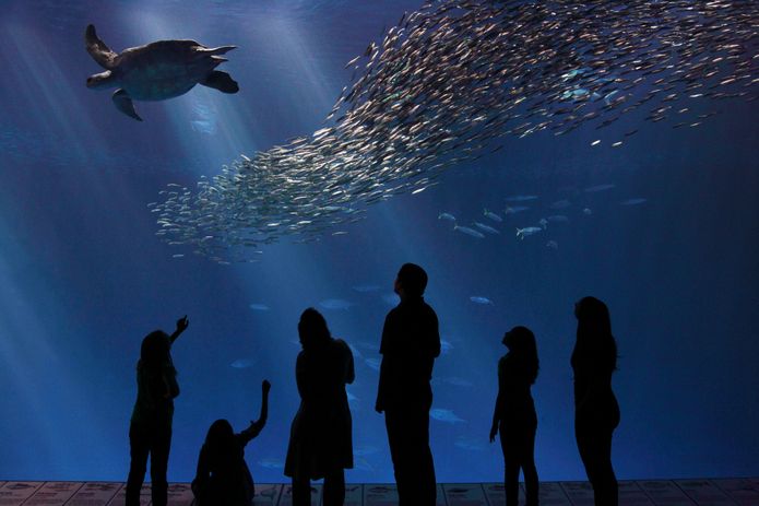 Image courtesy of the Monterey Bay Aquarium
